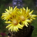 DSC07406Parodia setifera varieta ME97