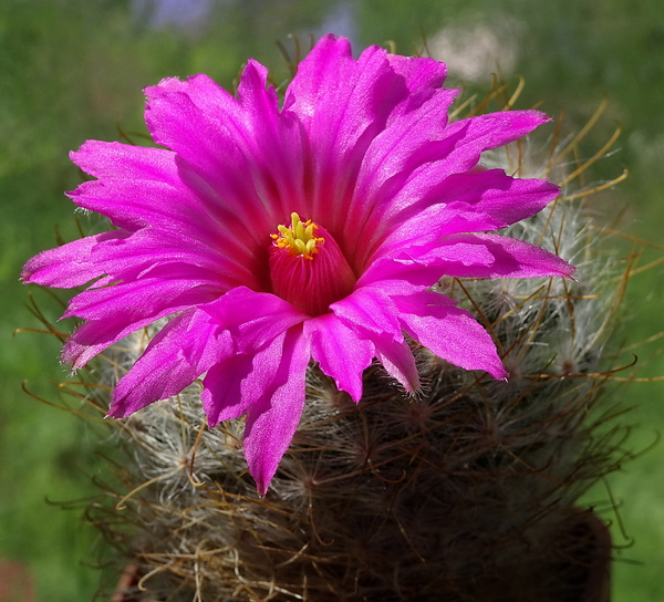 DSC07408Mammillaria guelzowiana