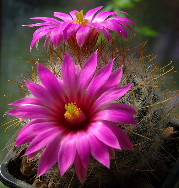 DSC07409Mammillaria guelzowiana v. robustior