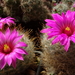 DSC07410Mammillaria guelzowiana