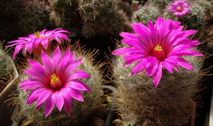 DSC07410Mammillaria guelzowiana