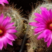 DSC07411Mammillaria guelzowiana