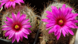 DSC07411Mammillaria guelzowiana