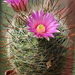 DSC07412Mammillaria wrighty