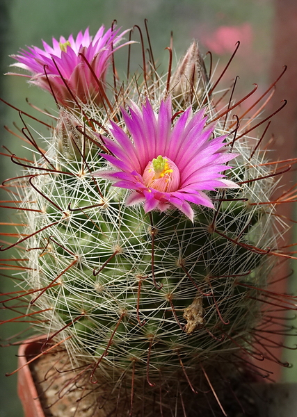 DSC07412Mammillaria wrighty