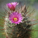 DSC07413Mammillaria wrightii