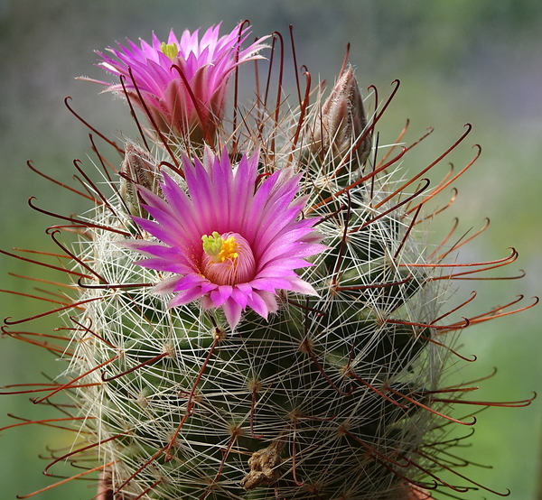 DSC07413Mammillaria wrightii