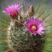 DSC07414Mammillaria wrighty