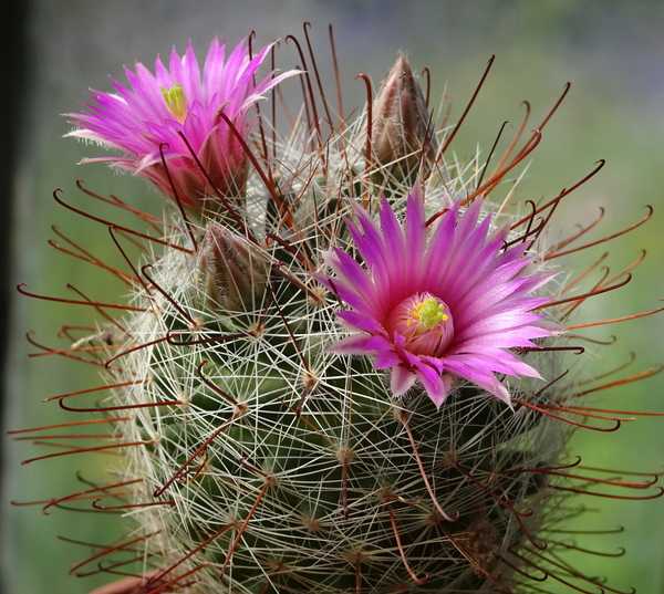 DSC07414Mammillaria wrighty