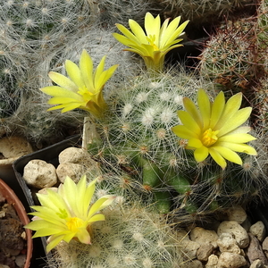 DSC07415Mammillaria baumii