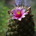 DSC07417Mammillaria grahamii v. oliviae SB1874