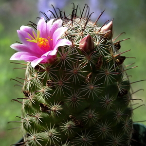 DSC07418Mammillaria grahamii v. oliviae SB1874