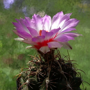 DSC07420Thelocactus bicolor ssp. commodus MK 133