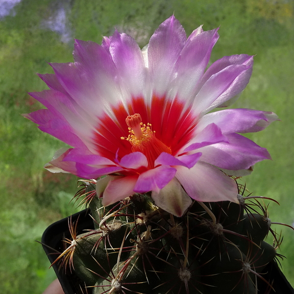 DSC07421Thelocactus bicolor ssp. commodus MK 133