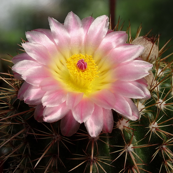 DSC07427Notocactus roseoluteus