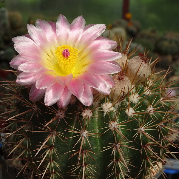 DSC07428Notocactus roseoluteus