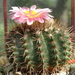 DSC07429Notocactus roseoluteus