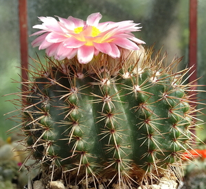 DSC07429Notocactus roseoluteus