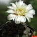 DSC07433Gymnocalycium leptanthum