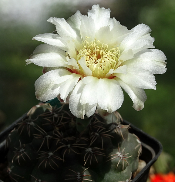 DSC07433Gymnocalycium leptanthum