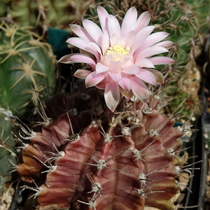 DSC07435Gymnocalycium mihanovichii