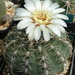 DSC07437Gymnocalycium quehlianum SE6