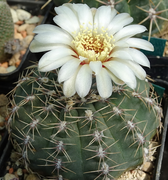 DSC07437Gymnocalycium quehlianum SE6