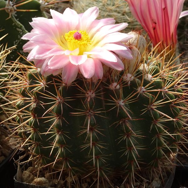 DSC07442Notocactus roseoluteus