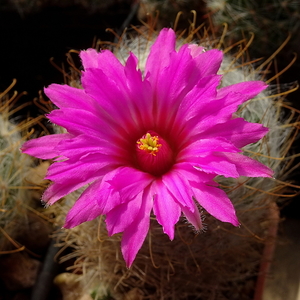 DSC07443Mammillaria guelzowiana