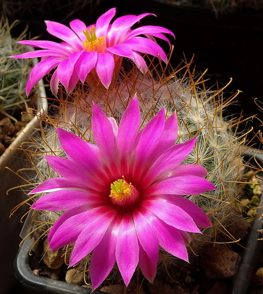 DSC07444Mammillaria guelzowiana