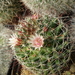 DSC07445Mammillaria fittkaui