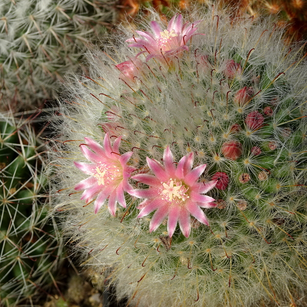 DSC07446Mammillaria bocasana ssp. roseiflora