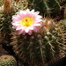 DSC07447Notocactus roseoluteus