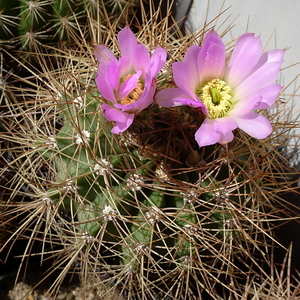 DSC07450Acanthocalycium violaceum