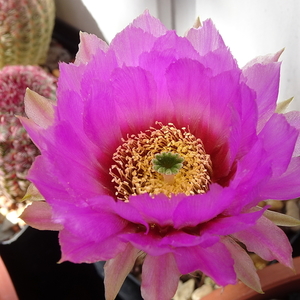 DSC07451Echinocereus reichenbachii ssp. baileyi