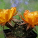 DSC07455Lobivia chrysantha MN216
