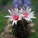 DSC07481Mammillaria fraileana