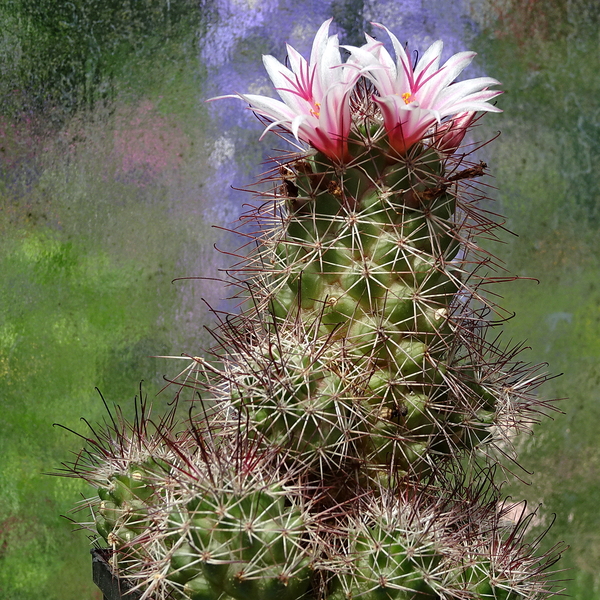 DSC07482Mammillaria fraileana