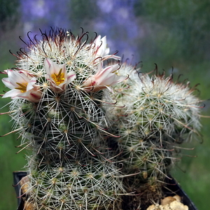 DSC07483Mammillaria hutchisoniana