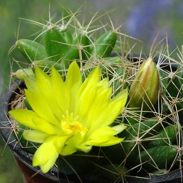 DSC07484Mammillaria longimamma