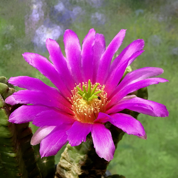 DSC07486Echinocereus vierecki v. morricalli