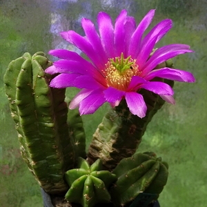 DSC07487Echinocereus vierecki v. morricalli