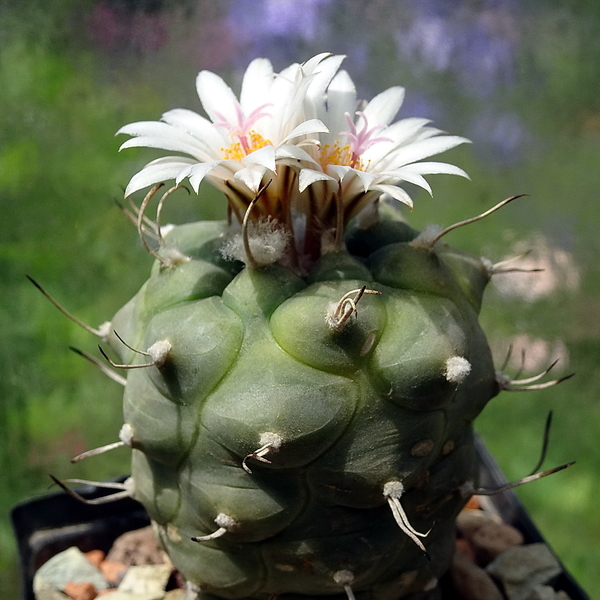 DSC07489Turbinicarpus microhele