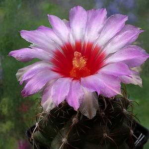 DSC07490Thelocactus bicolor ssp. commodus MK 133