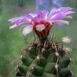 DSC07492Thelocactus bicolor ssp. commodus MK 133