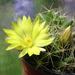 DSC07493Mammillaria longimamma