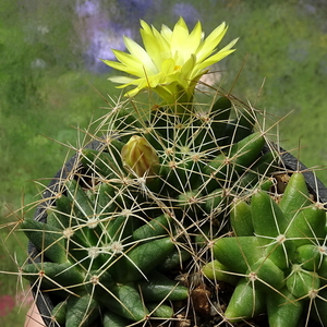 DSC07494Mammillaria longimamma