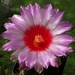 DSC07496Thelocactus bicolor ssp. commodus MK 133