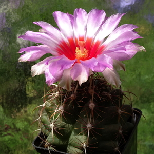 DSC07497Thelocactus bicolor ssp. commodus MK 133