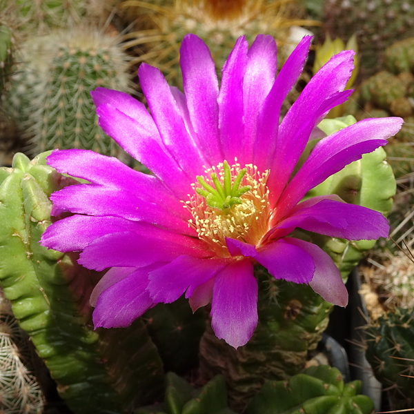 DSC07498Echinocereus vierecki v. morricalli